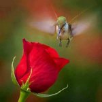 das zu löschende Bild